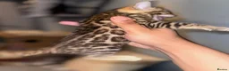 Bengal cats for sale: Pure bengal  - Advert 33
