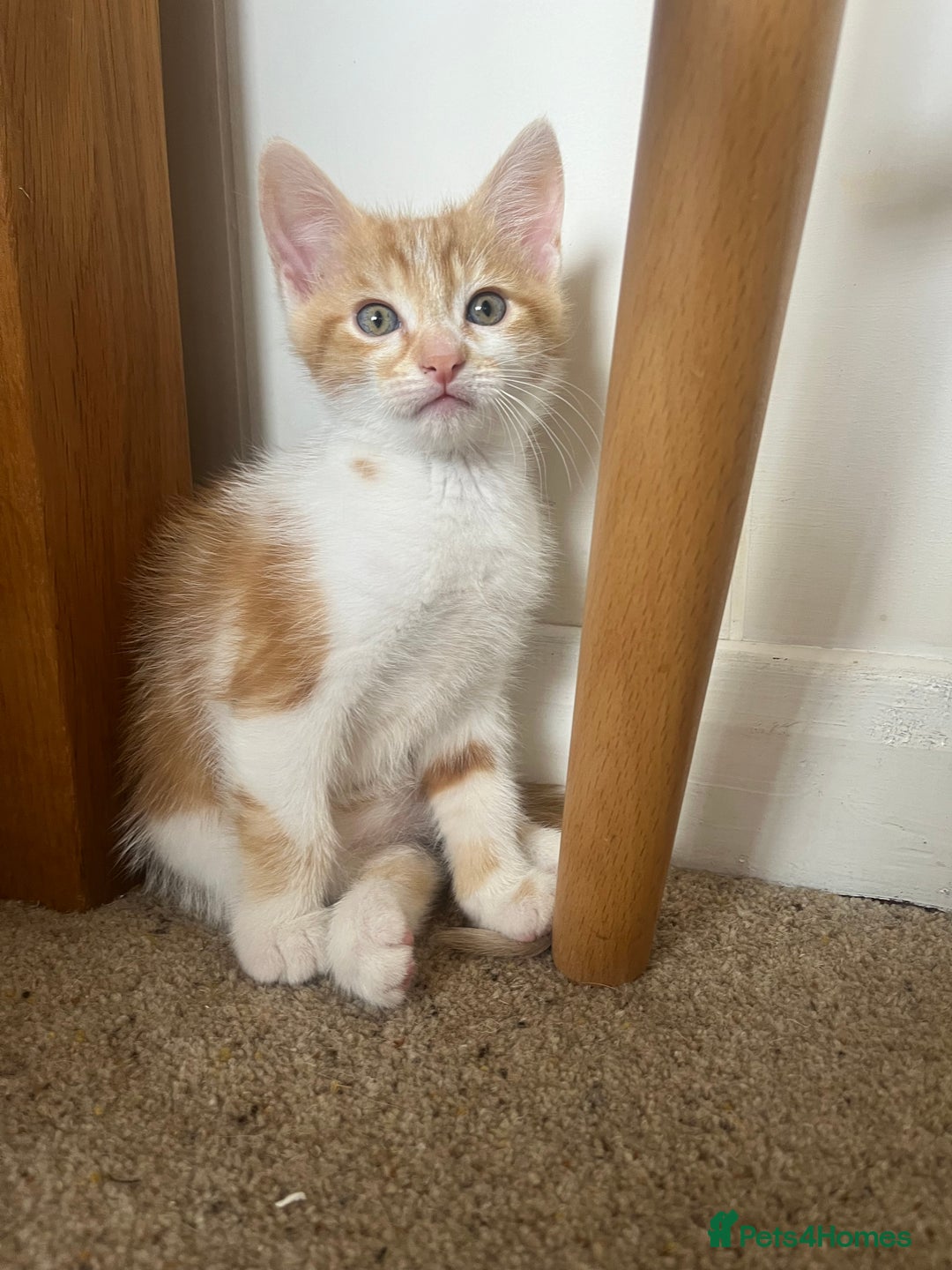 Mixed Breed cats for sale: Lovely friendly kittens - Image 3