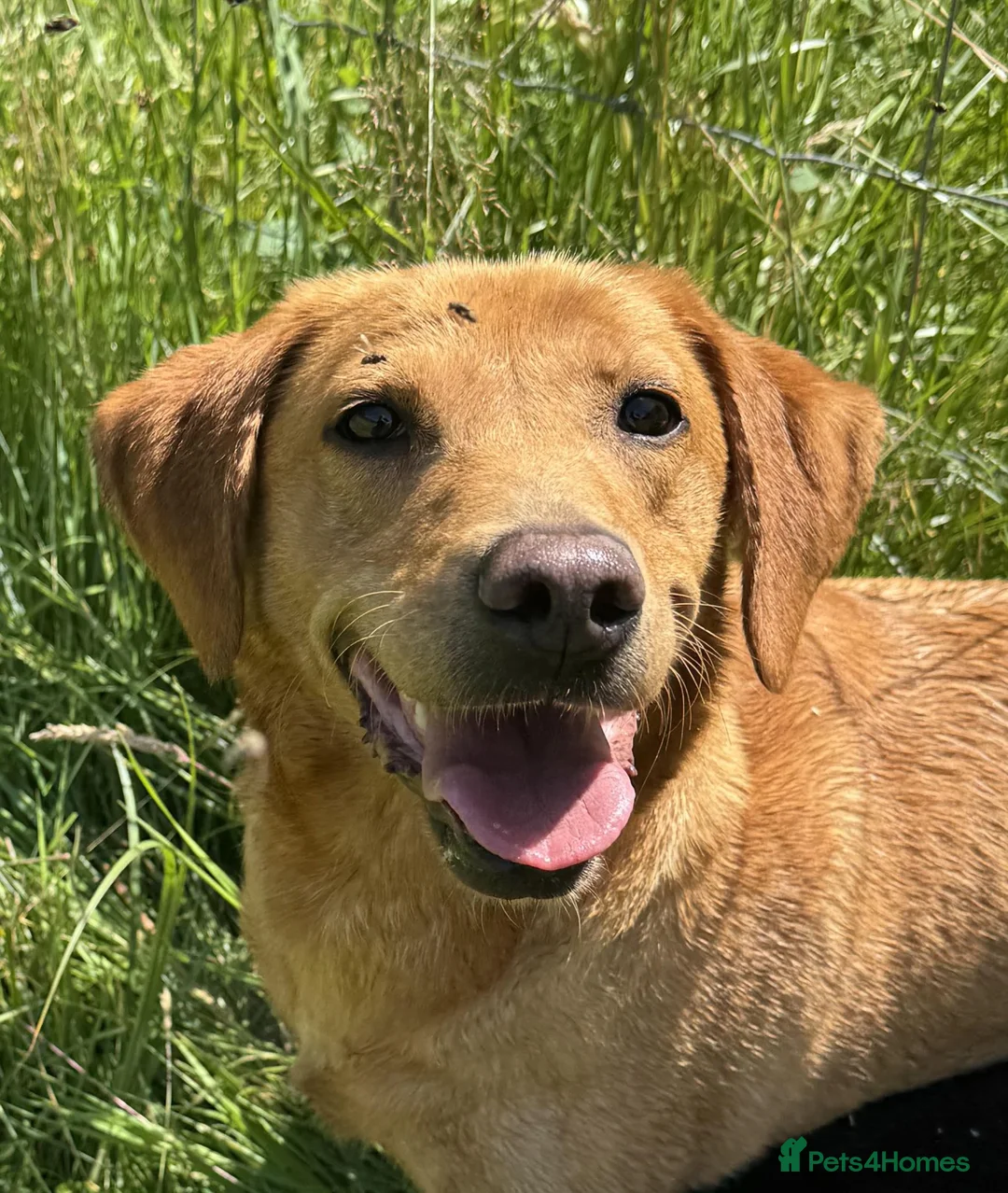 Labrador Retriever dogs for sale: 5 year old yellow labrador looking for loving home - Advert 3