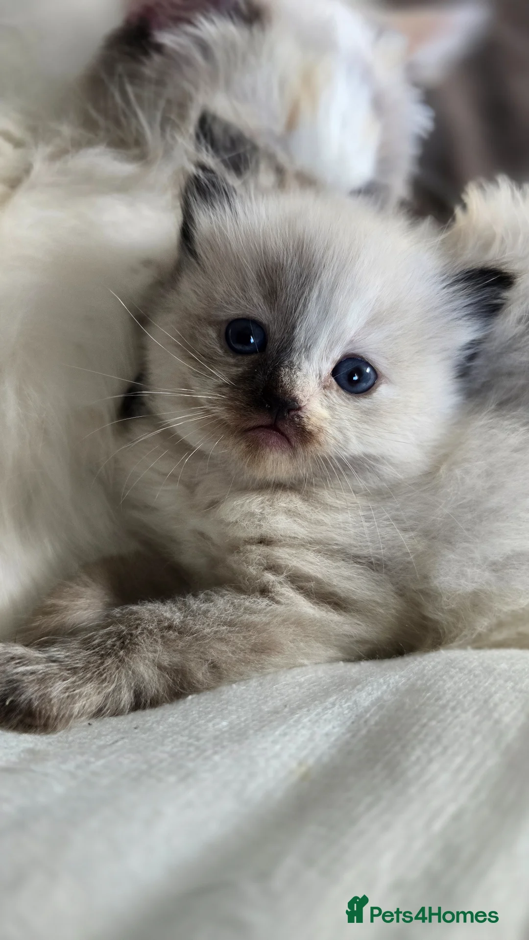 Ragdoll cats for sale: Gorgeous Ragdoll-seal tortie kitten available  - Advert 1
