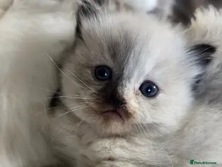 Ragdoll cats Gorgeous Ragdoll-seal tortie kitten available - Advert 9