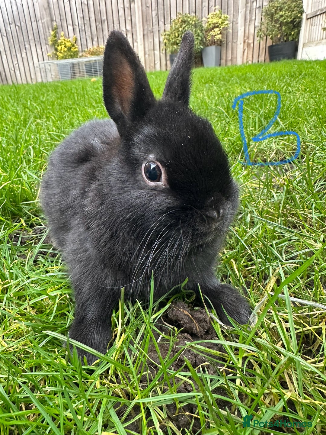 Netherland Dwarf rabbits for sale: Netherland Dwarf Rabbits For Sale  - Advert 7