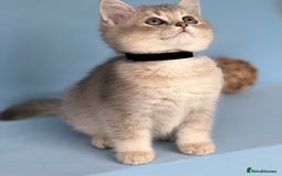 British Shorthair cats for sale: Stunning British shorthair kittens AN 12 GCCF  - Image 5