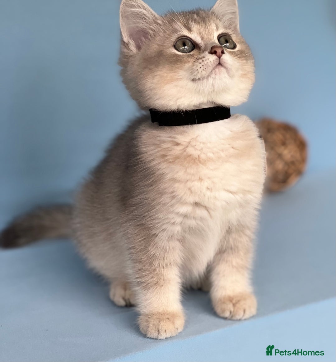 British Shorthair cats for sale: Stunning British shorthair kittens AN 12 GCCF  - Image 5