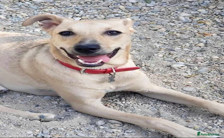 Mixed Breed dogs - Advert 7