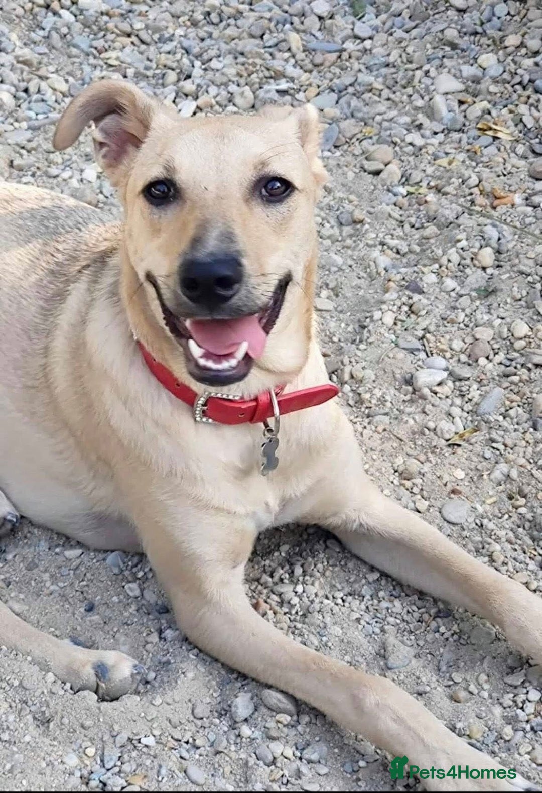 Mixed Breed dogs for adoption: 🐾 Meet Stanley (Eros) 🐾 - Image 1
