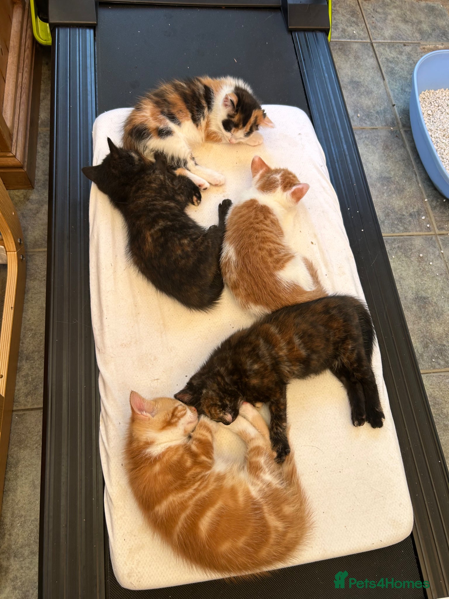 Mixed Breed cats for sale: Kittens for sale READY NOW in Brandon - Advert 34