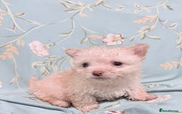 Poochon dogs for sale: READY FOR HER NEW PAW PACK  - Advert 29