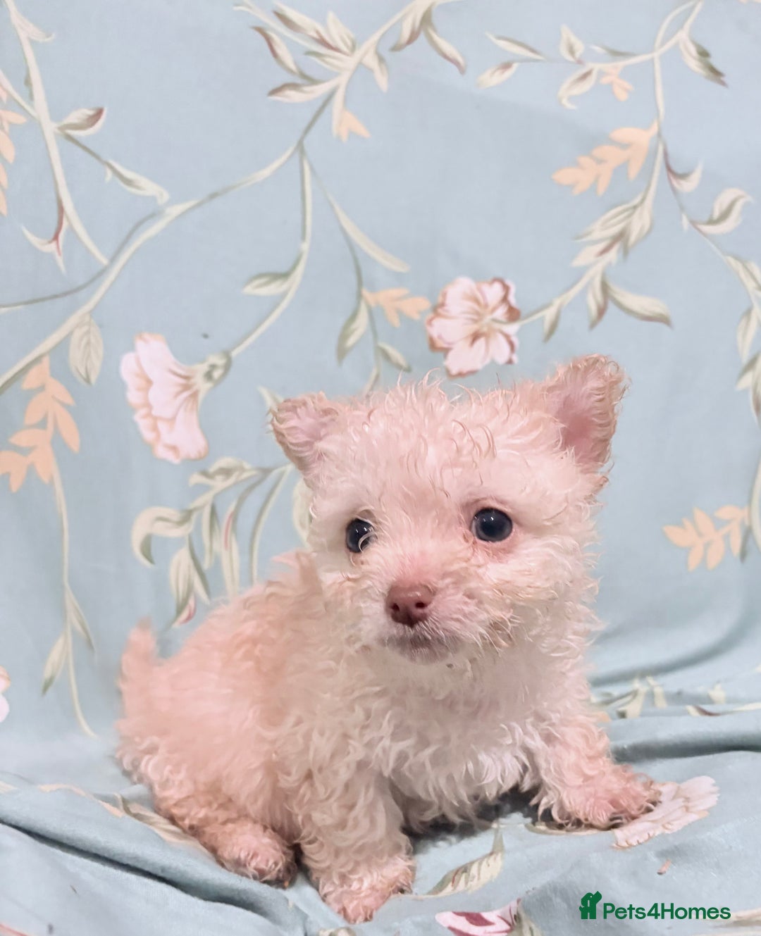 Poochon dogs for sale: READY FOR HER NEW PAW PACK  - Advert 29