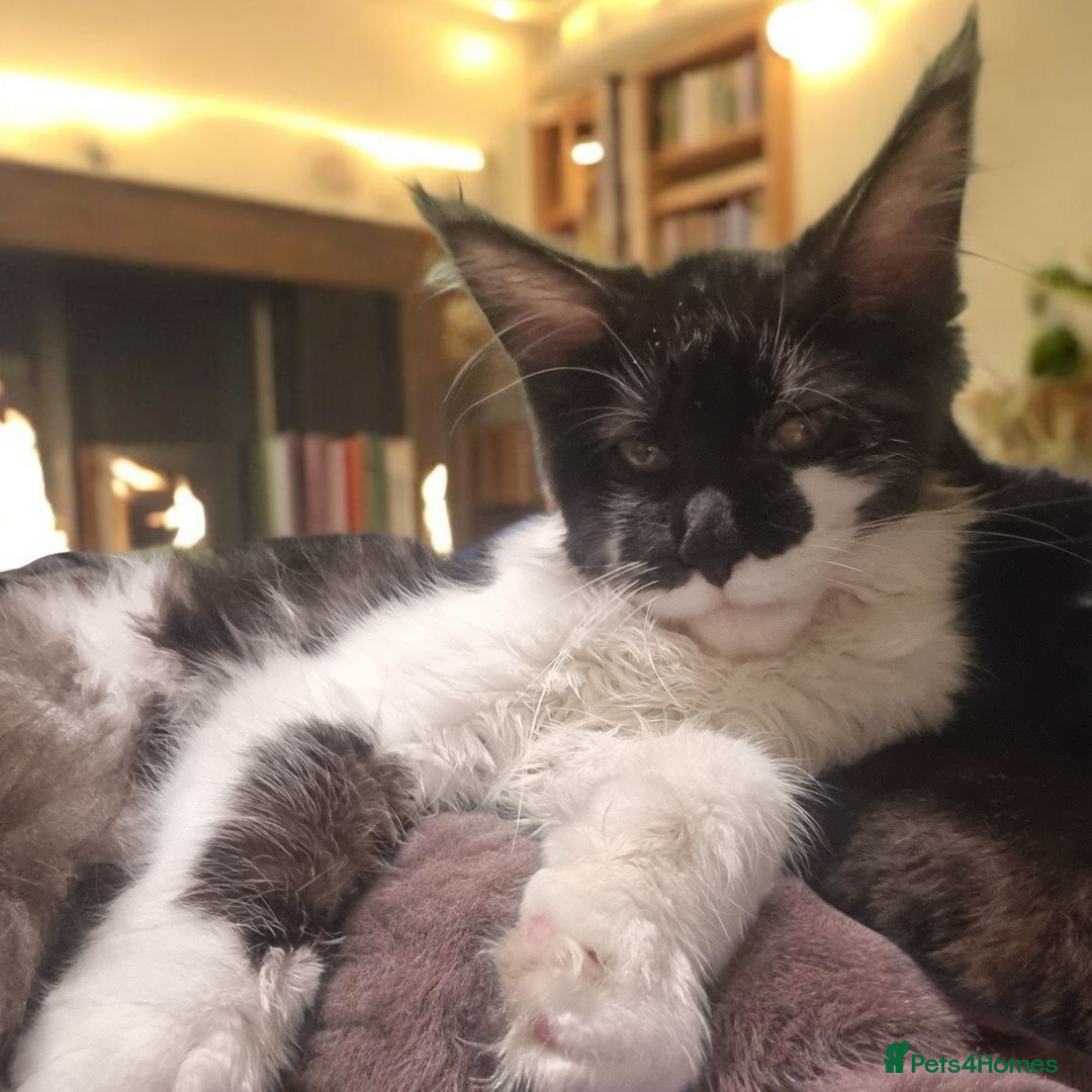 Maine Coon cats for sale: Female Maine Coon kitten - Image 4