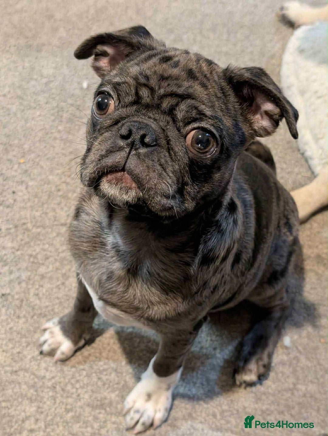 Pug dogs for sale: Loving Home Needed for Our Beautiful Puppy –Albert - Advert 1