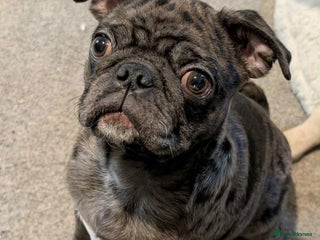 Pug dogs Loving Home Needed for Our Beautiful Puppy –Albert - Advert 2