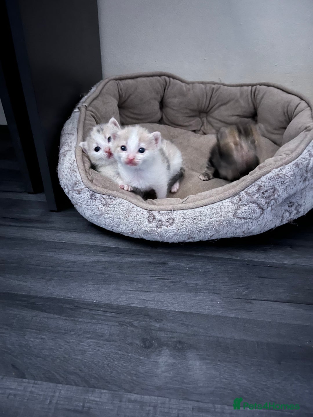 Mixed Breed cats for sale: Kittens for sale - Advert 5