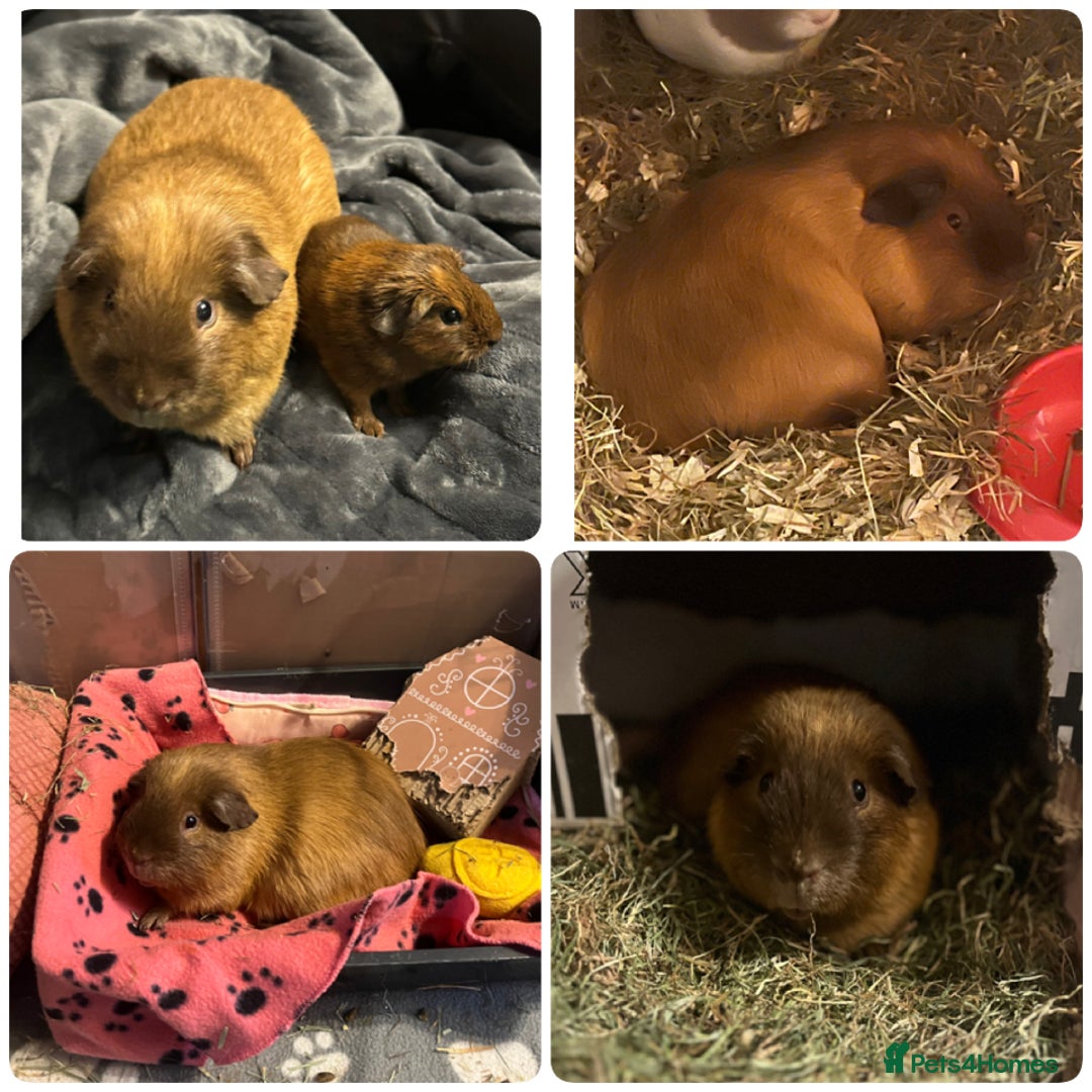 Guinea Pig rodents for sale: Californian guinea pigs - Advert 1