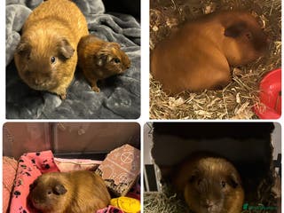 Guinea Pig rodents Californian guinea pigs - Advert 1