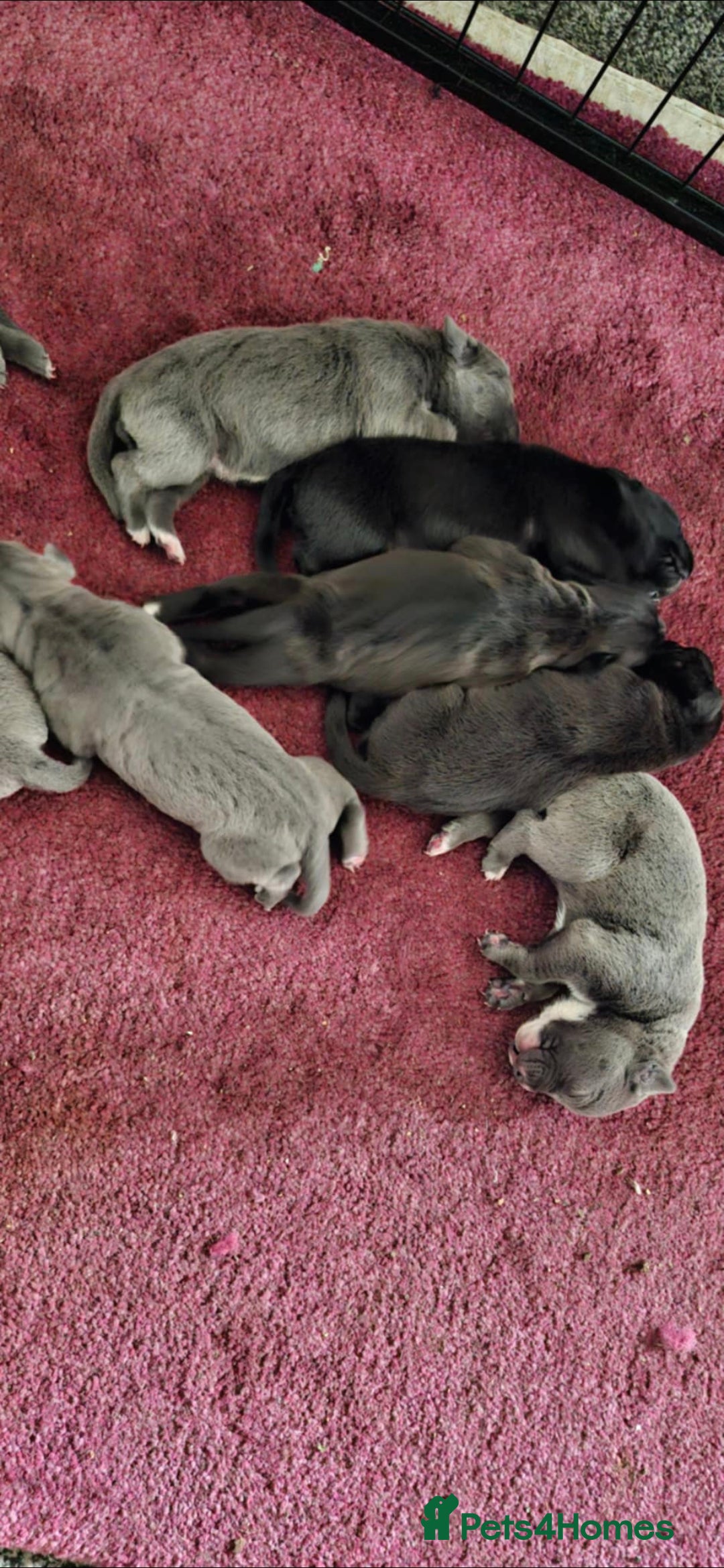 Cane Corso dogs for sale: Cane corso pups - Image 7