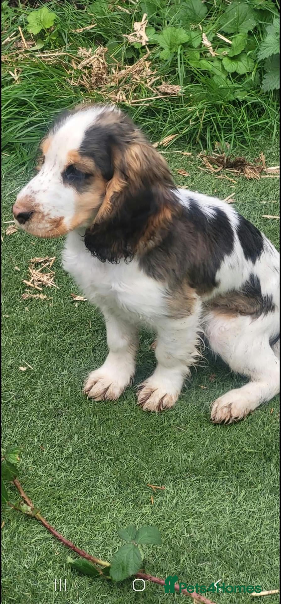 Cocker Spaniel dogs KC Show Type cocker spaniel puppies  - Advert 1