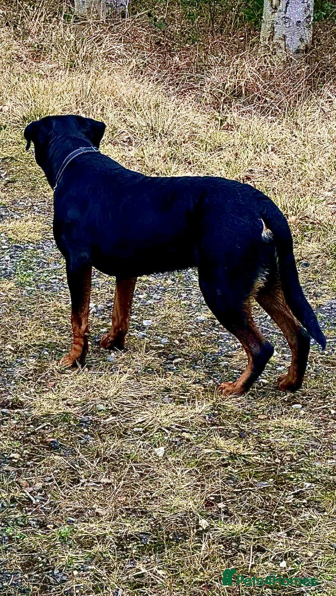 Rottweiler dogs for stud: Diesel - Advert 4