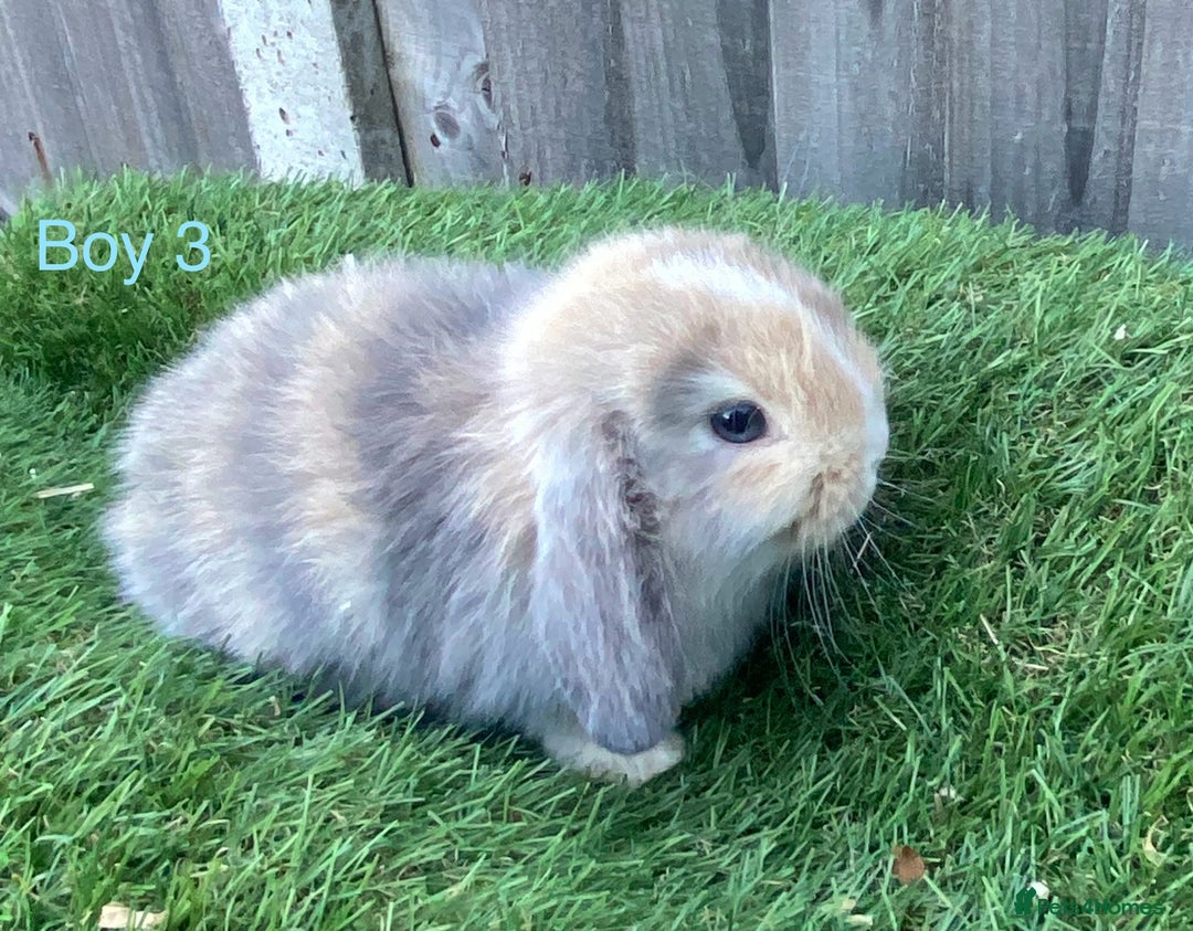 Mini Lion Lop rabbits for sale: Adorable Mini Lion Lops available for Loving Homes - Image 8