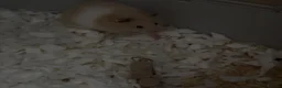 Hamster rodents for sale: Female Syrian hamster and cage  - Advert 2