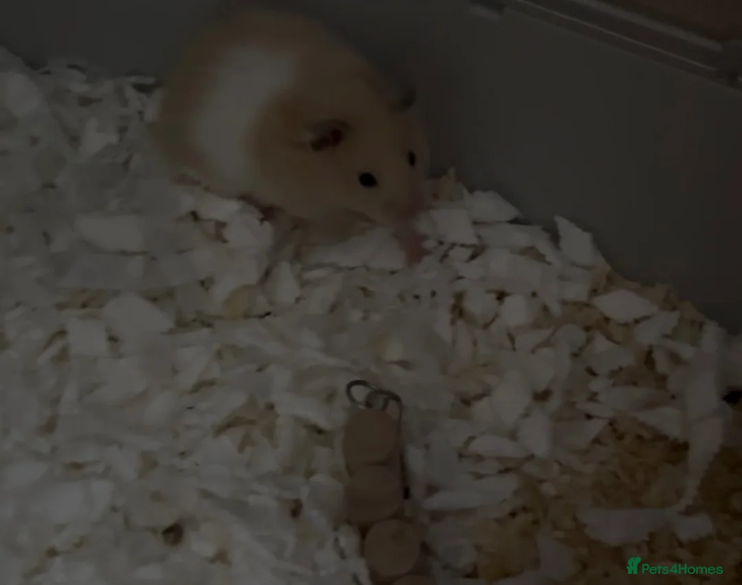 Hamster rodents for sale: Female Syrian hamster and cage  - Advert 2