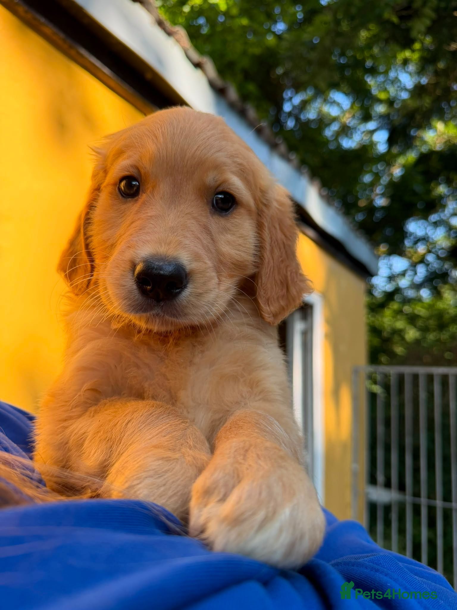 Golden Retriever dogs Superb dog puppy - Advert 4