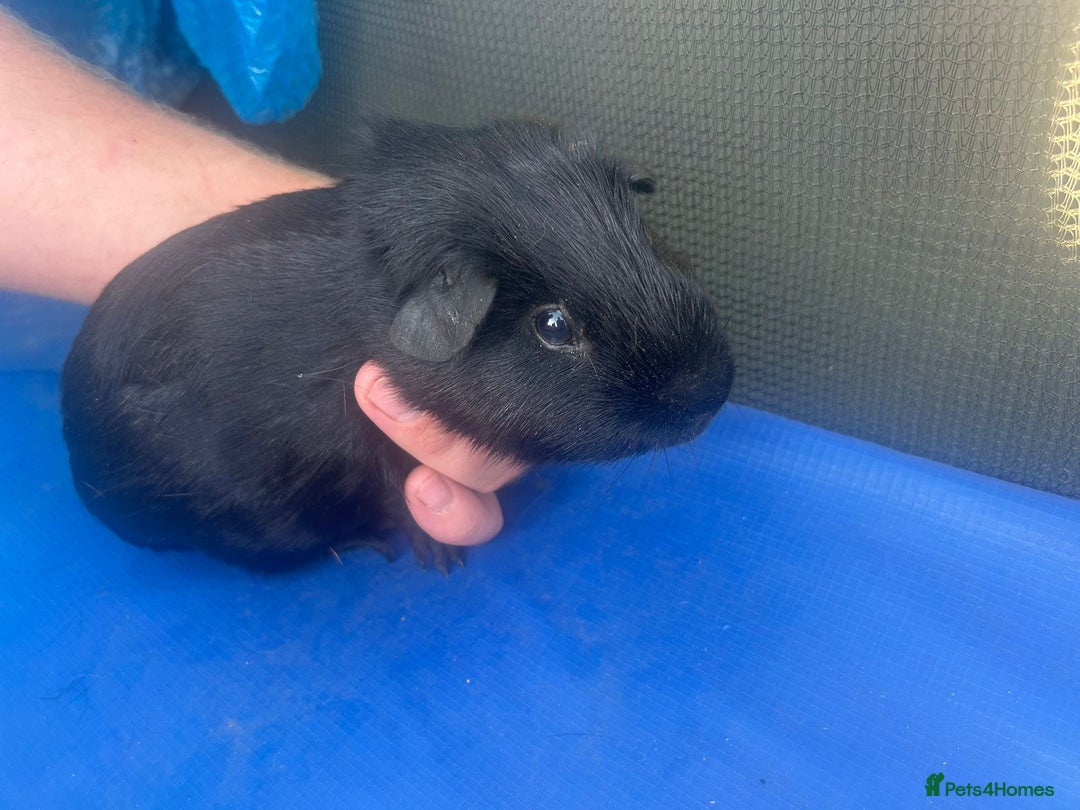 Guinea Pig rodents for sale: Guinea pigs  - Image 4