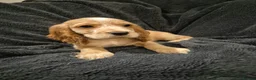Cocker Spaniel dogs for sale: KC Health Clear Cocker Spaniels Puppies-Ready Now - Advert 13
