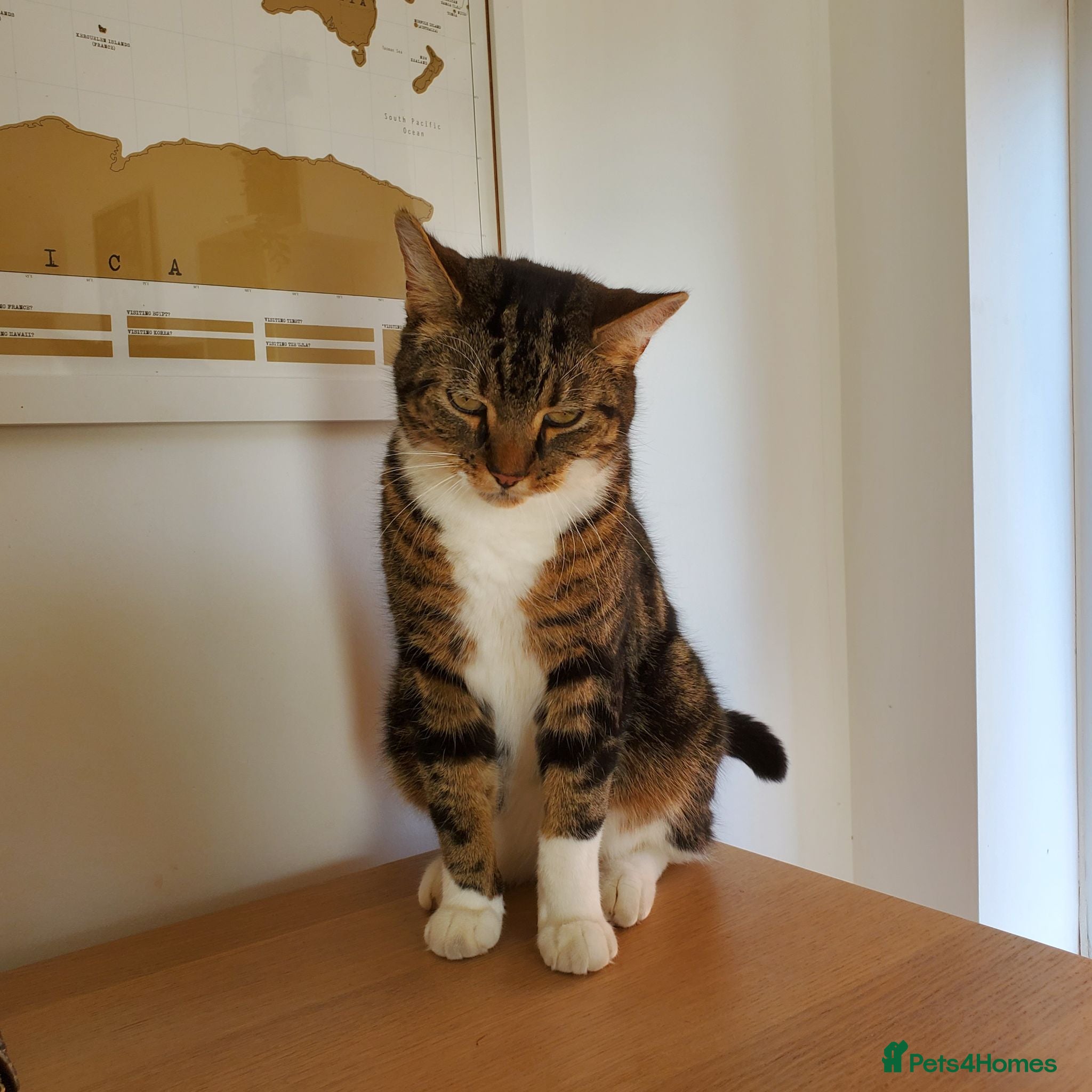 Domestic Shorthair cats Loving 6 years old male cat  - Advert 2
