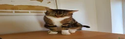 Domestic Shorthair cats for sale: Beautiful tabby 6 years old male cat  - Advert 1
