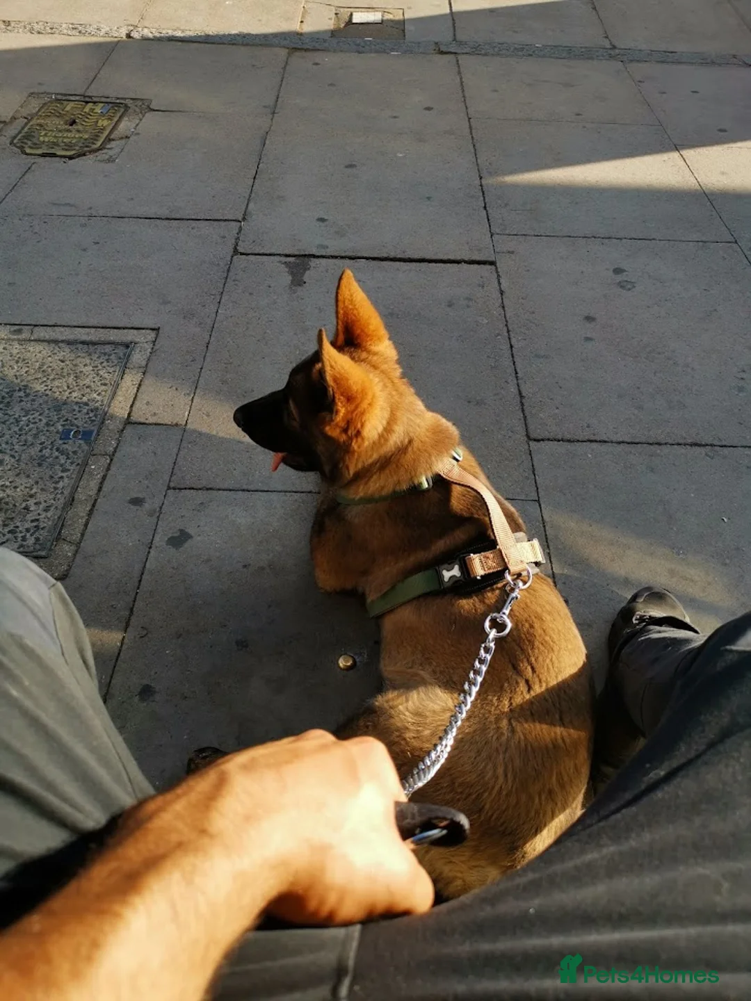 German Shepherd dogs for stud: German Shepherd (Czech Import) DDR - WORKING BREED - Advert 12