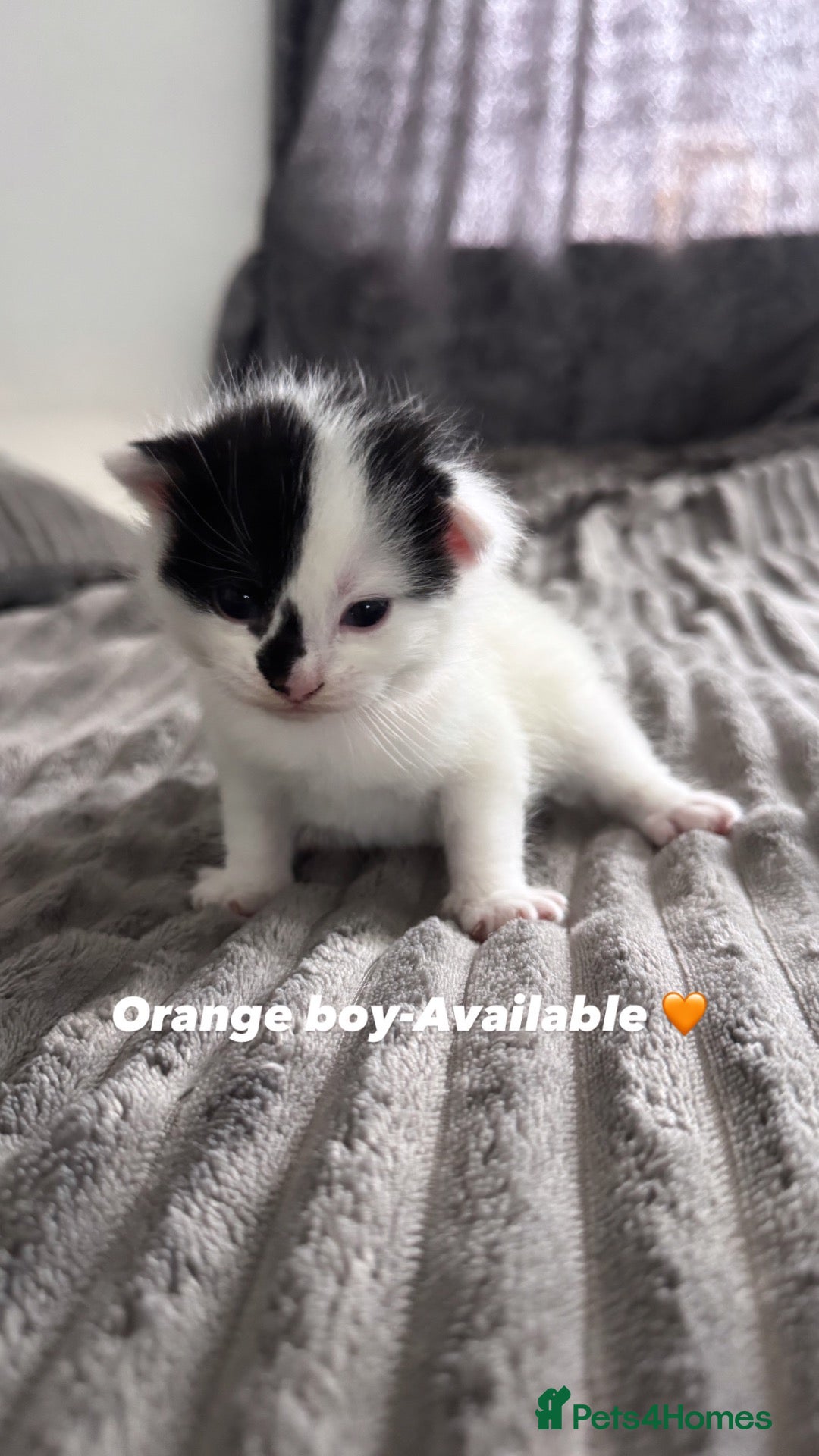 Mixed Breed cats 2 Gorgeous Boys Looking for Their Forever Homes! - Advert 15