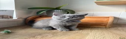 British Shorthair cats for sale: Beautiful British Shorthair kittens - Advert 2