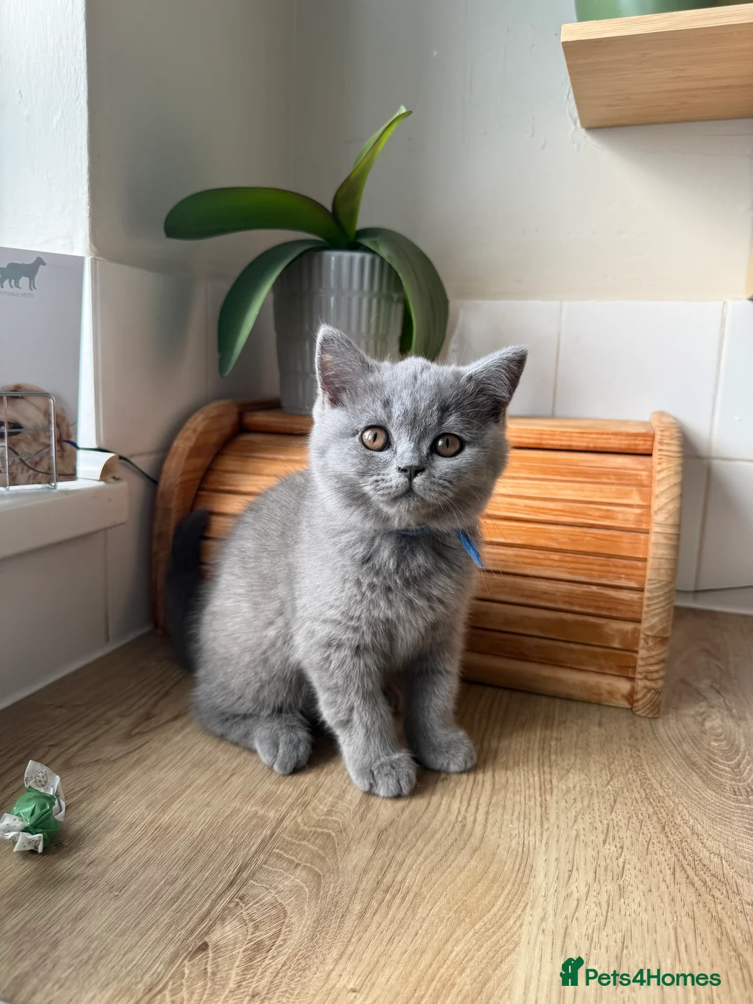 British Shorthair cats for sale: Beautiful British Shorthair kittens - Advert 2