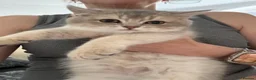 British Shorthair cats for sale: READY TO GO British Shorthair Golden Kittens  - Advert 4
