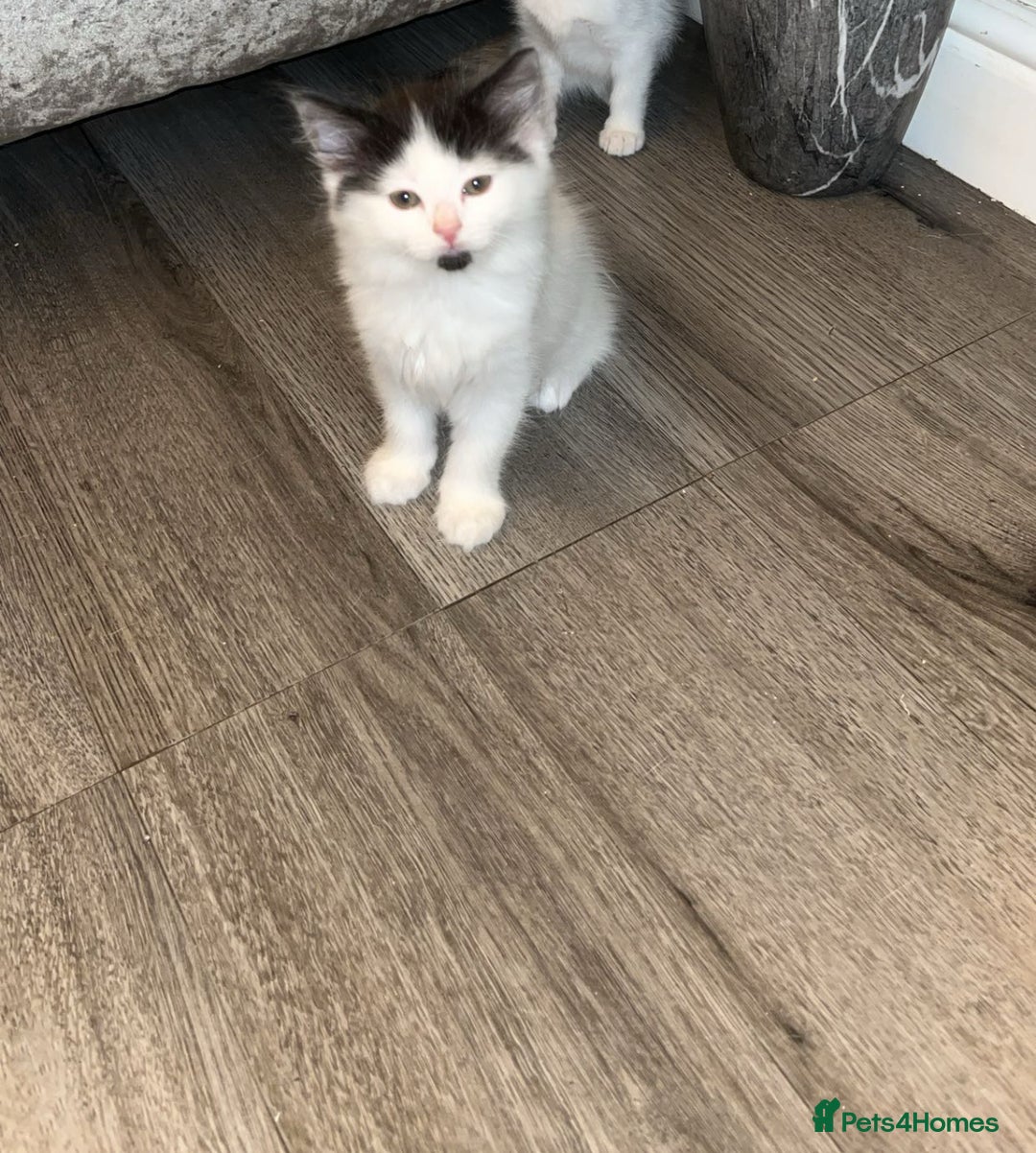 Turkish Van cats for sale: Calico kittens looking for there forever home  - Image 9