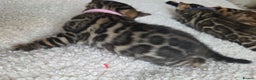 Bengal cats for sale: Georges Tica registered Bengal kittens  - Advert 7
