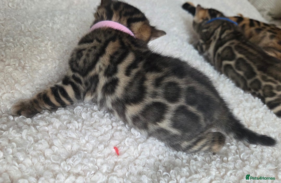 Bengal cats for sale: Georges Tica registered Bengal kittens  - Advert 7