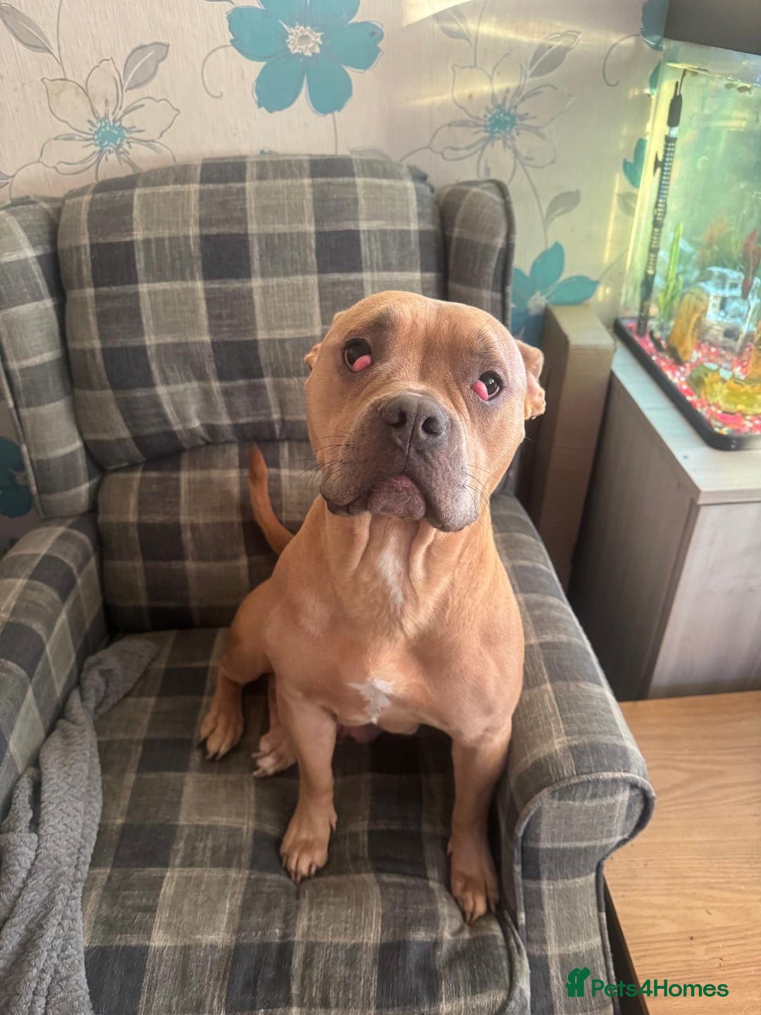 Mixed Breed dogs for sale: 7 beautiful puppies for sale  - Advert 8