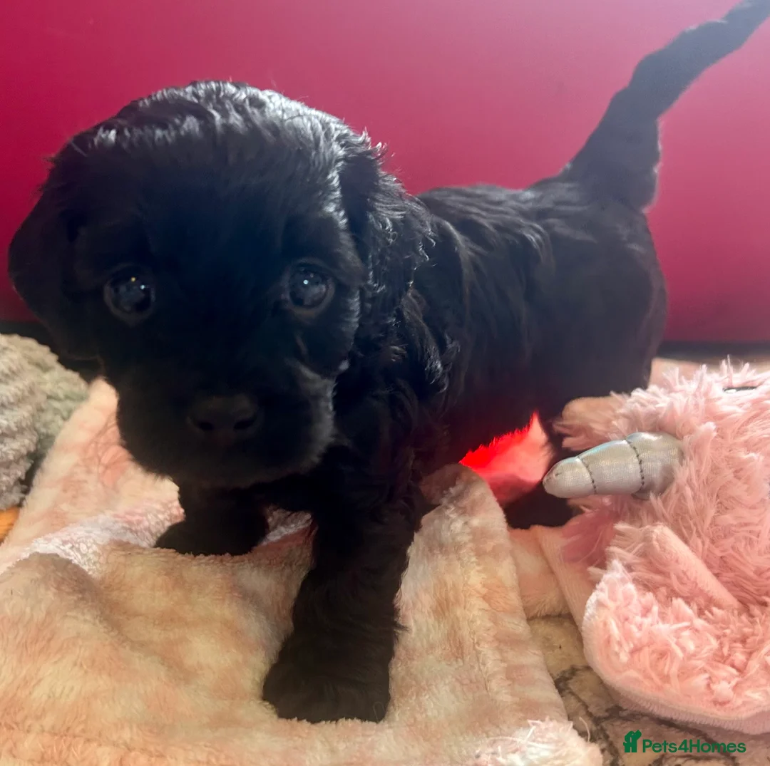 Cavachon dogs for sale: Adorable Cavachon puppies need forever homes - Advert 2