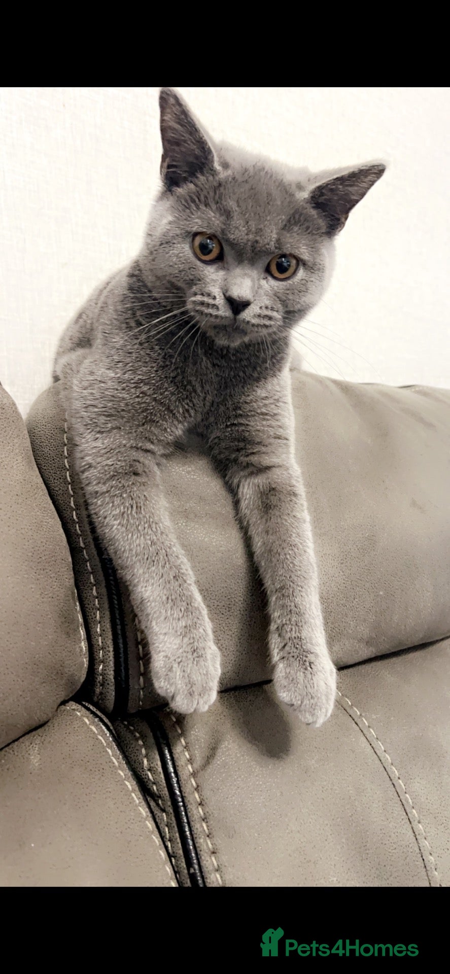 British Shorthair cats British short hair dad and male kitten - Advert 7