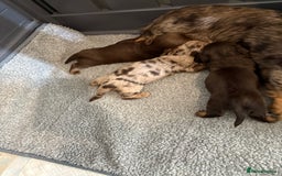 Miniature Dachshund dogs for sale: Long haired miniature dachshunds  - Image 1