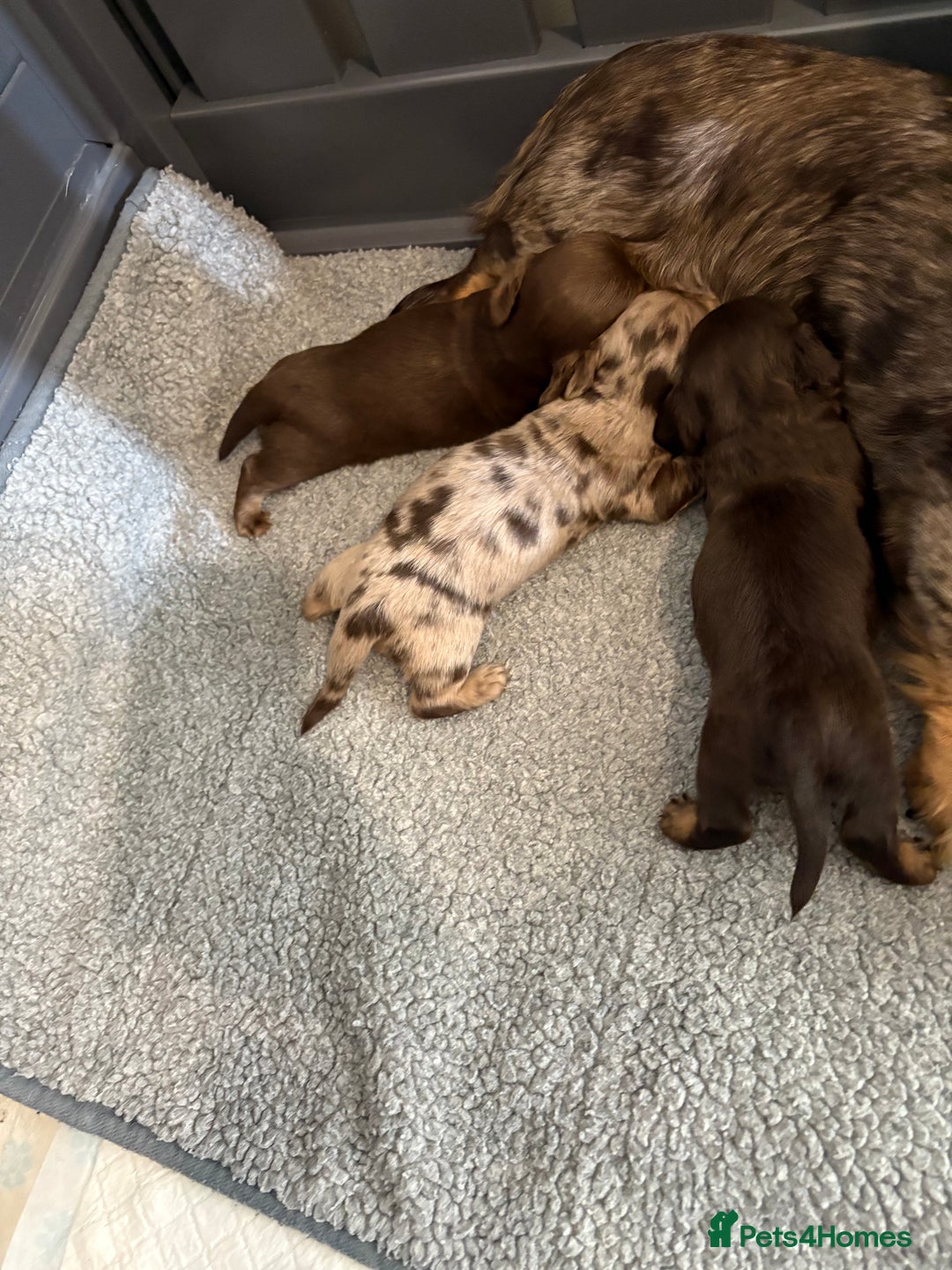 Miniature Dachshund dogs for sale: Long haired miniature dachshunds  - Image 1