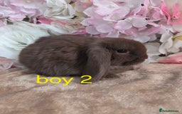Mini Lop rabbits for sale: 🩷✨️Pure bred chocolate mini lop babies ✨️🩷 - Image 4
