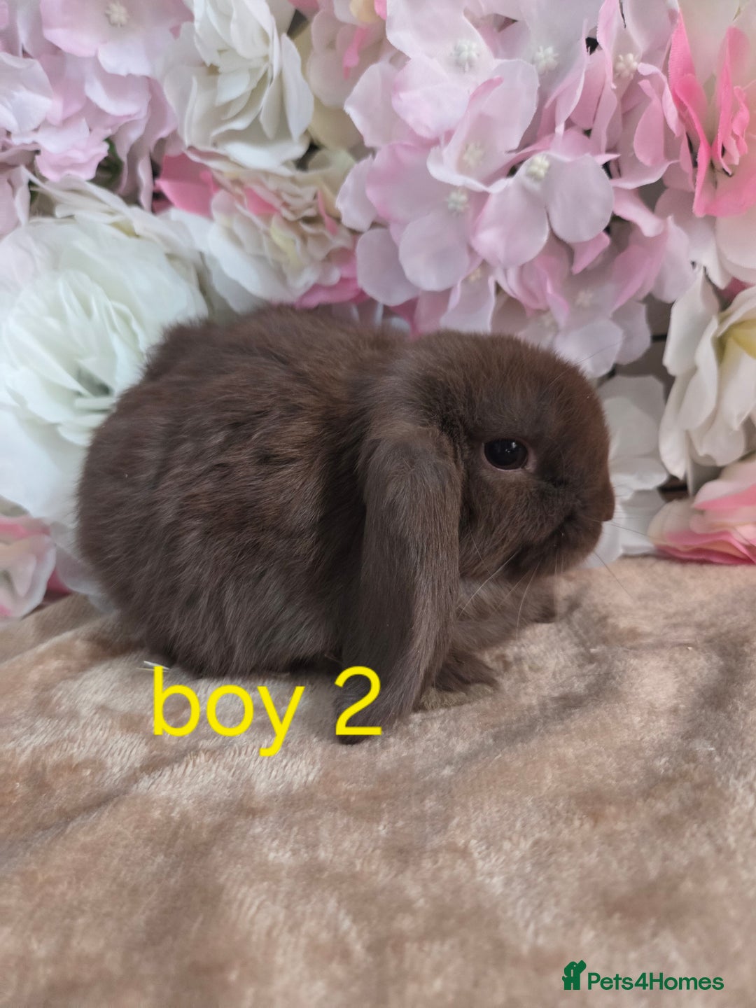 Mini Lop rabbits for sale: 🩷✨️Pure bred chocolate mini lop babies ✨️🩷 - Image 4