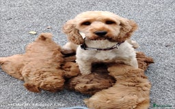 Cockapoo dogs for sale: Cockapoo puppies  - Image 1