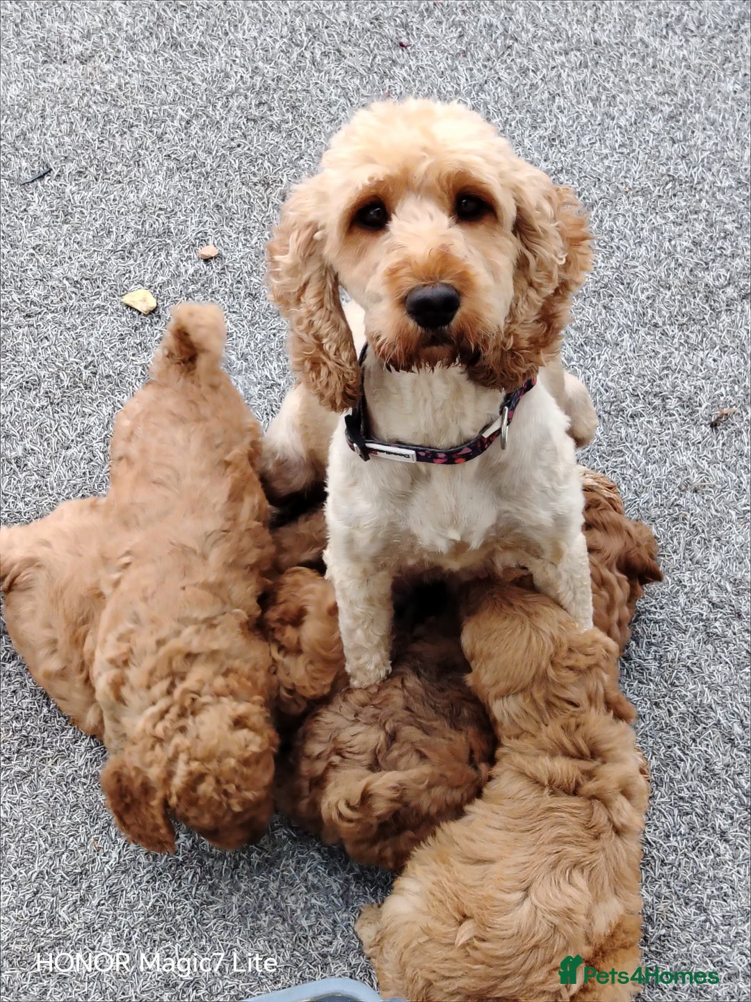 Cockapoo dogs for sale: Cockapoo puppies  - Image 1