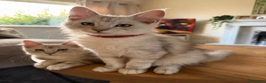 Maine Coon 1