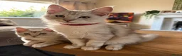 Maine Coon cats for sale: Majestic Maine coon Kittens - Advert 11