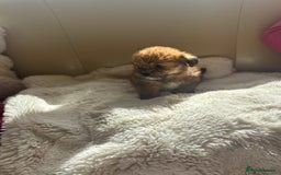 Shorkie dogs for sale: Shih Tzu cross Yorkshire terrier - Image 10